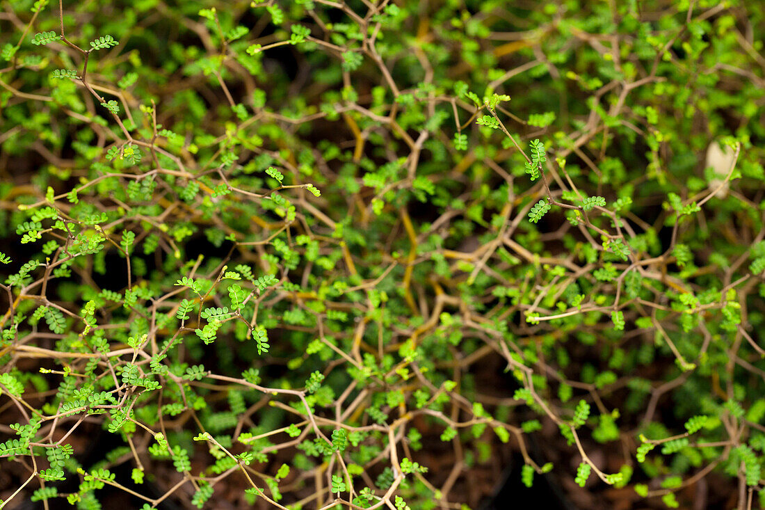 Sophora prostrata 'Little Baby'