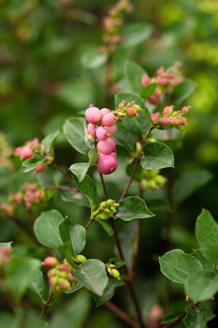 Symphoricarpos × doorenbosii 'Magical Candy'®