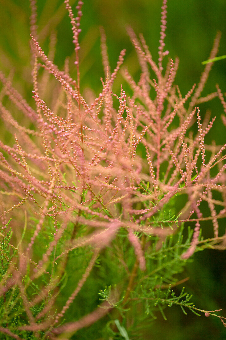 Tamarix ramosissima Pink Cascade