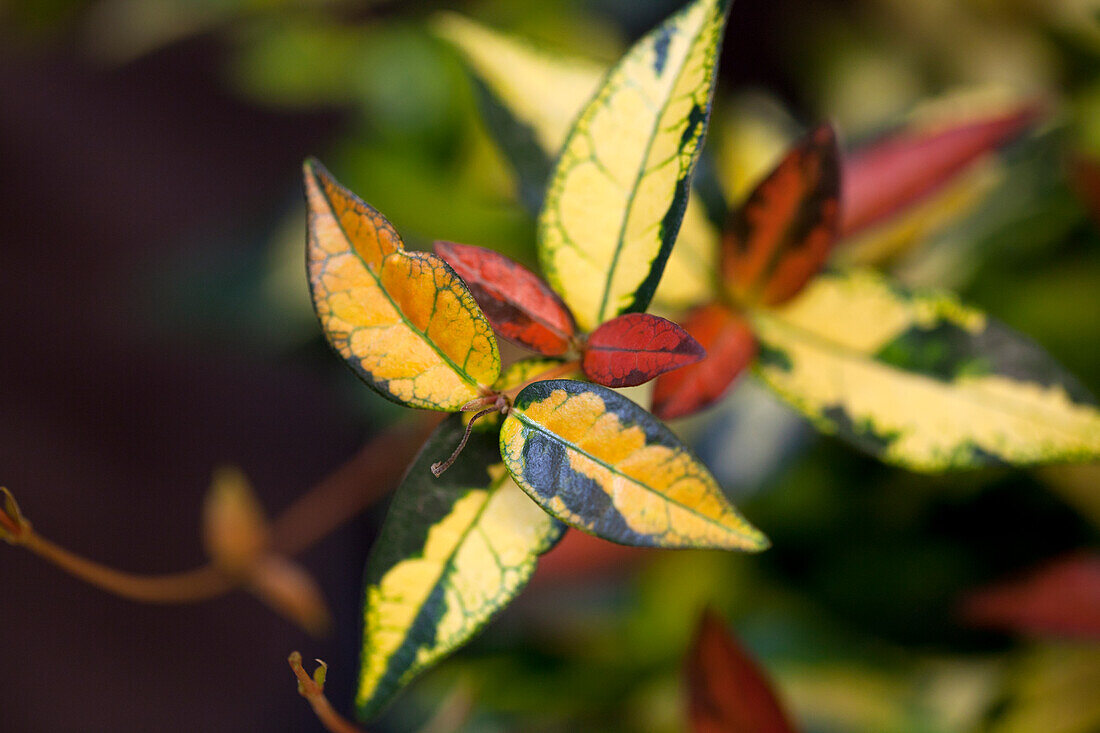 Trachelospermum asiaticum 'Ogon Nishiki'