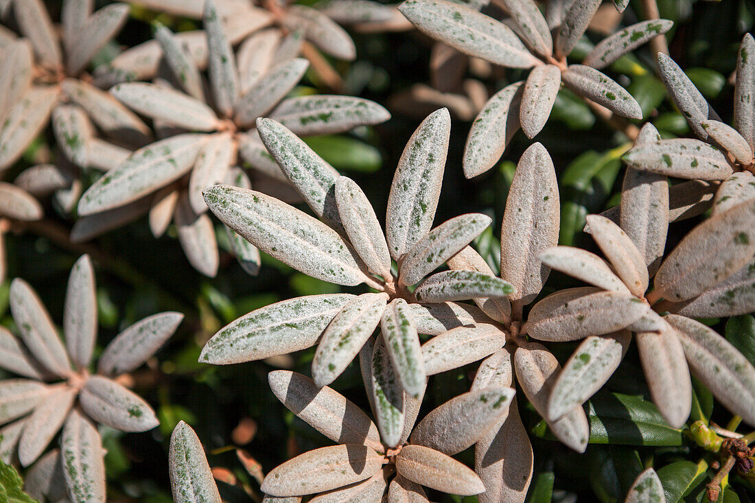 Rhododendron yakushimanum