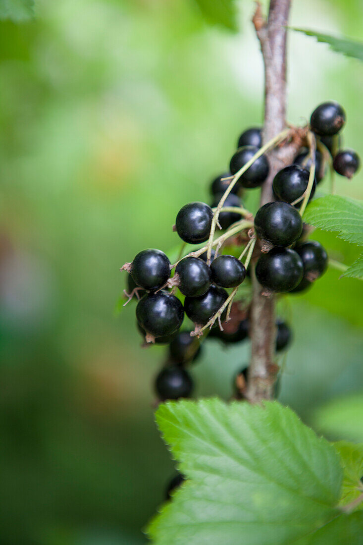 Ribes nigrum