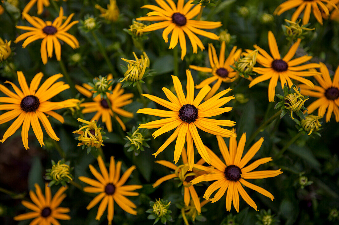 Rudbeckia hirta