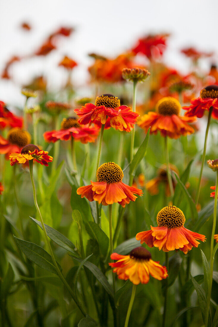 Rudbeckia hirta 'Becky Orange'