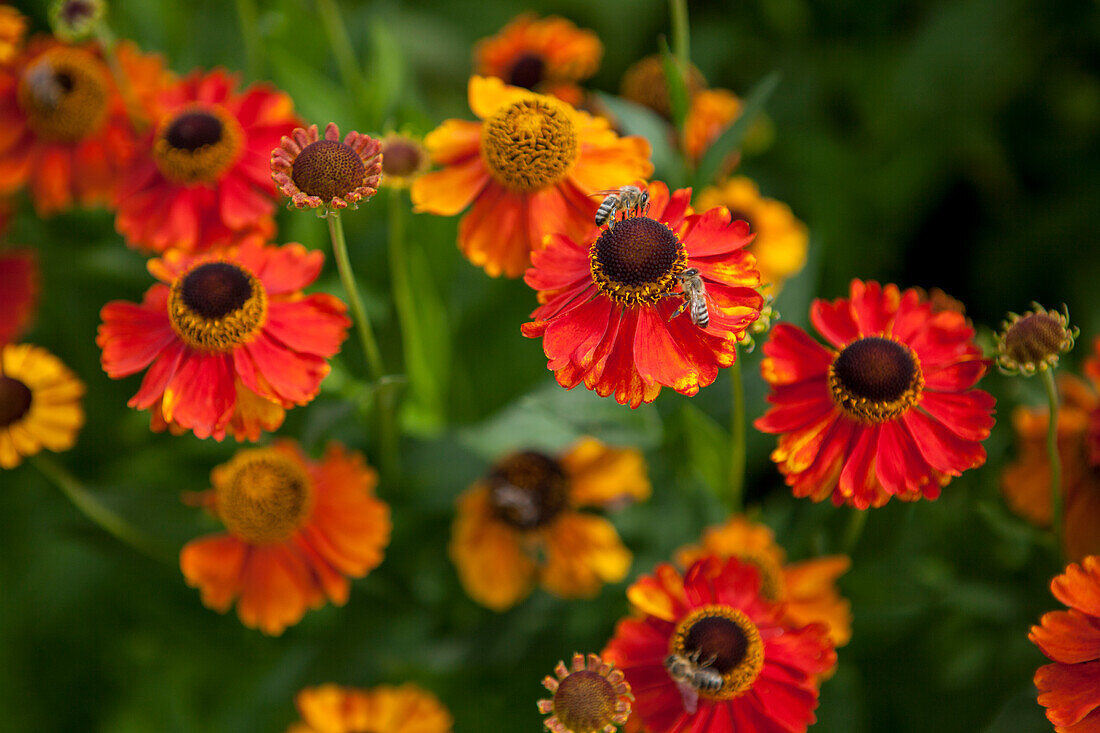 Rudbeckia hirta 'Becky Orange'