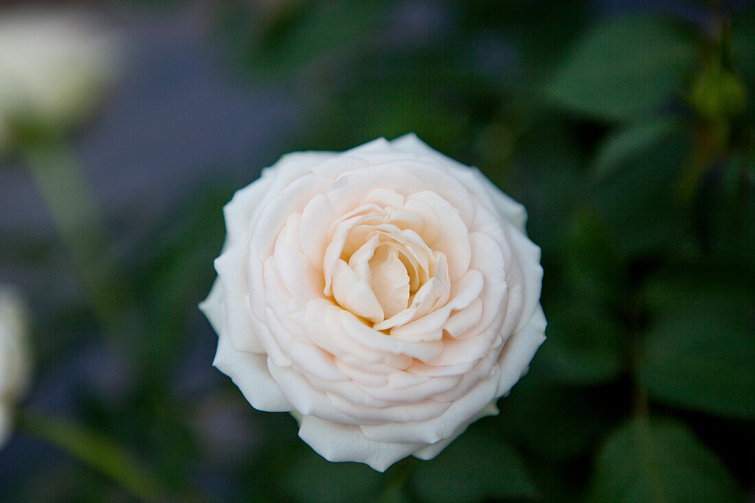 Potted rose