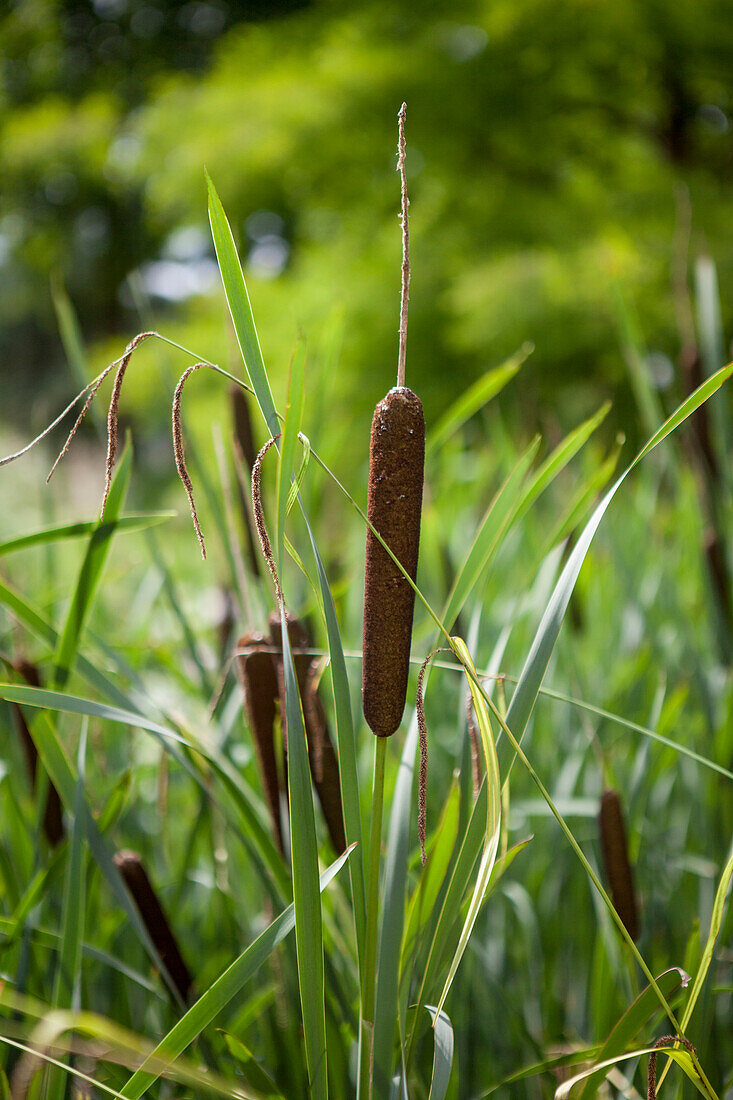 Typha