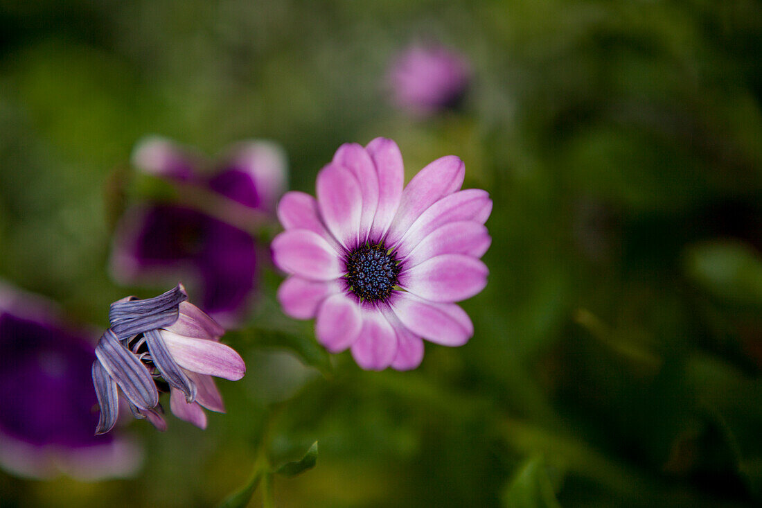 Osteospermum