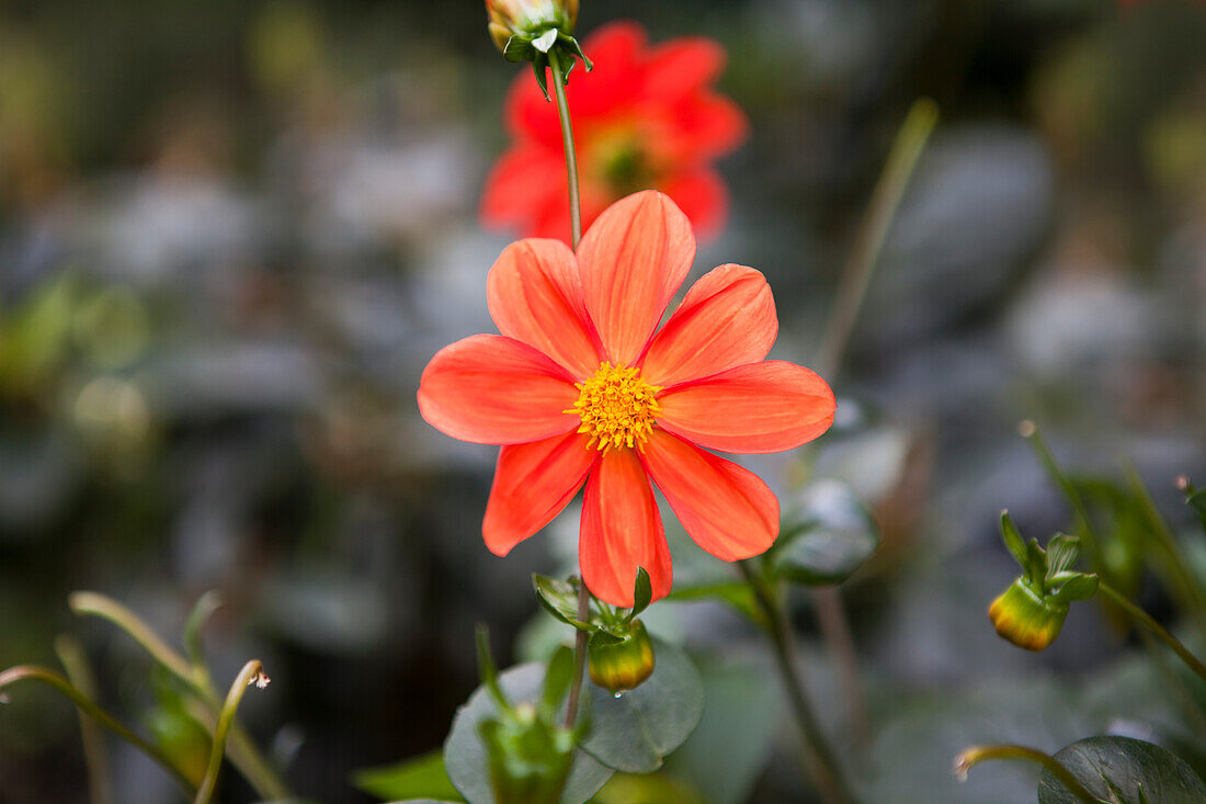 Dahlia Single flowering