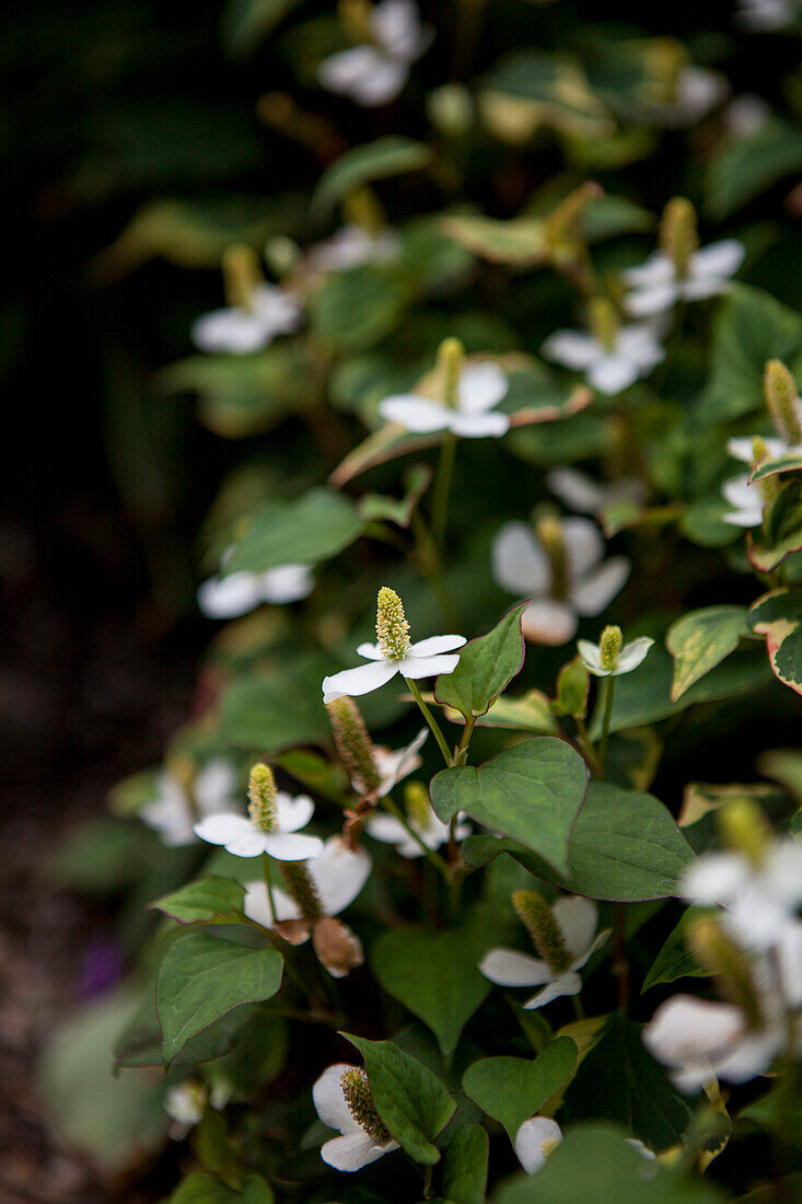 Houttuynia cordata