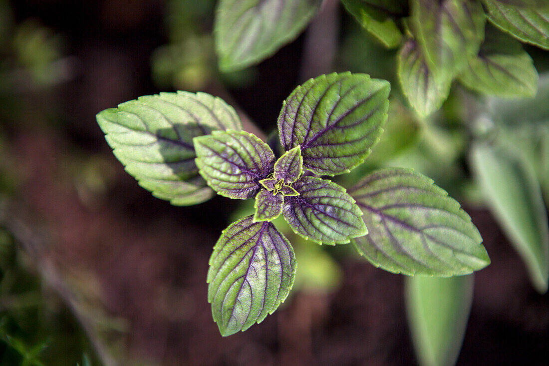 Mentha x piperita Chocolate