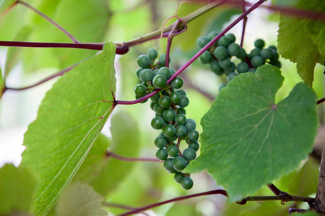 Vitis coignetiae