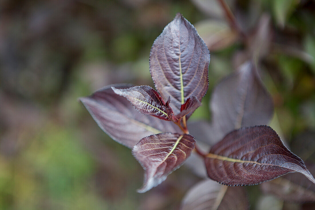 Weigela florida 'Purpurea