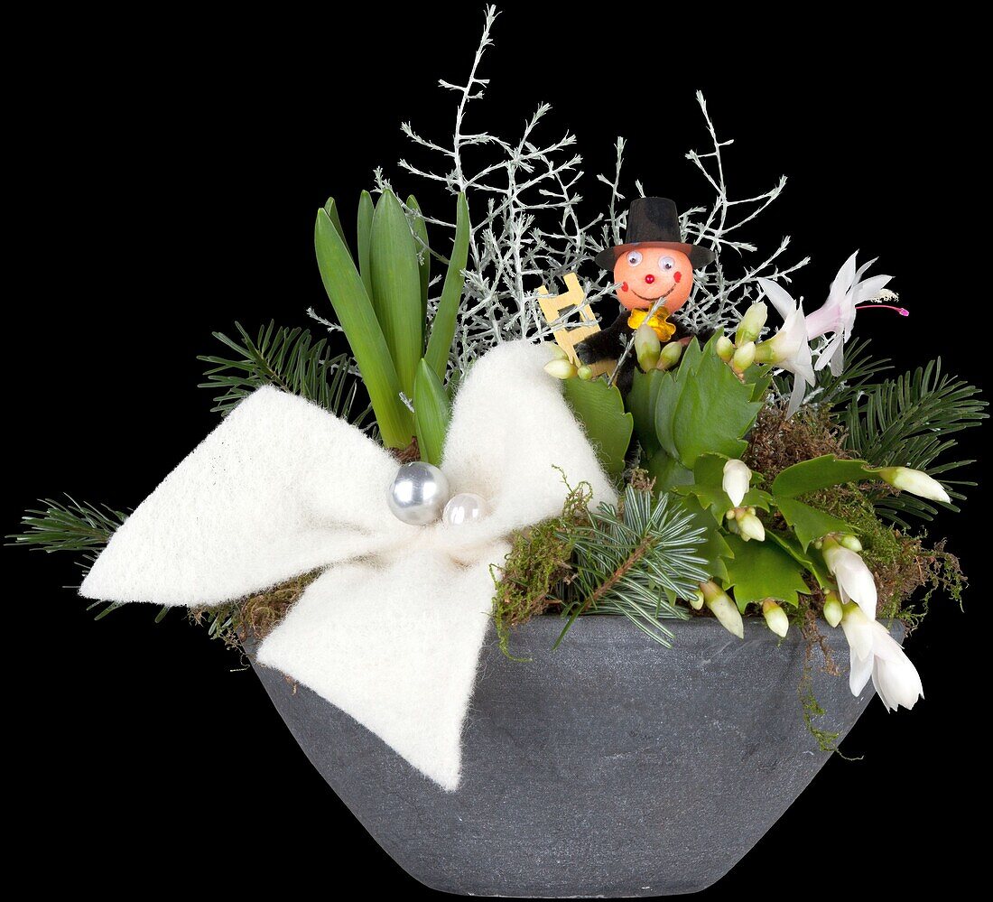 Schlumbergera bridgesii, Calocephalus brownii, Hyacinthus orientalis 'White Pearl'