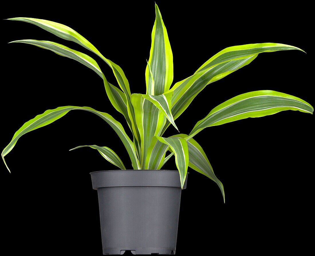 Dracaena fragrans