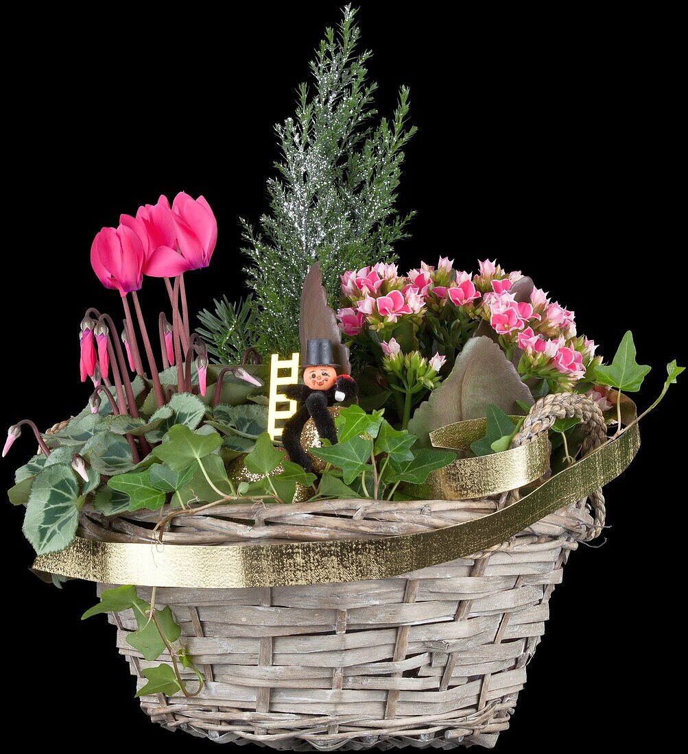 Cyclamen, Kalanchoe, Chamaecyparis 'Ellwoodii, Hedera