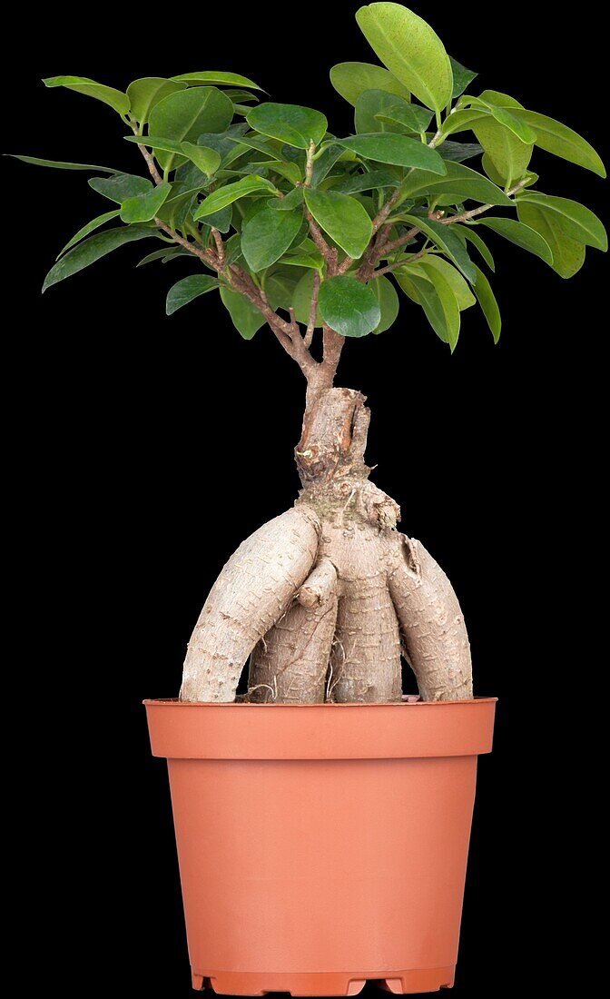 Ficus microcarpa 'Ginseng'