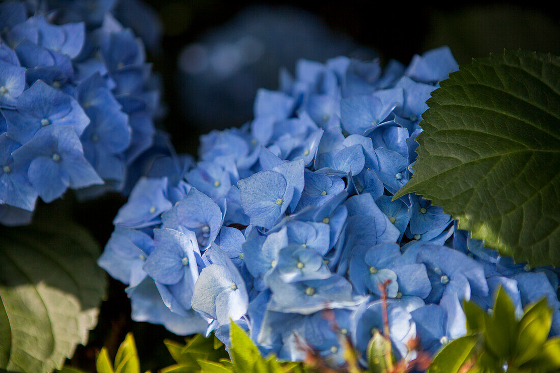 Hydrangea macrophylla, blau