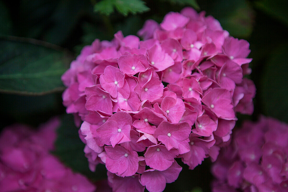 Hydrangea macrophylla, rosa