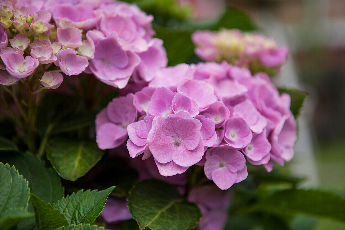 Hydrangea macrophylla, pink