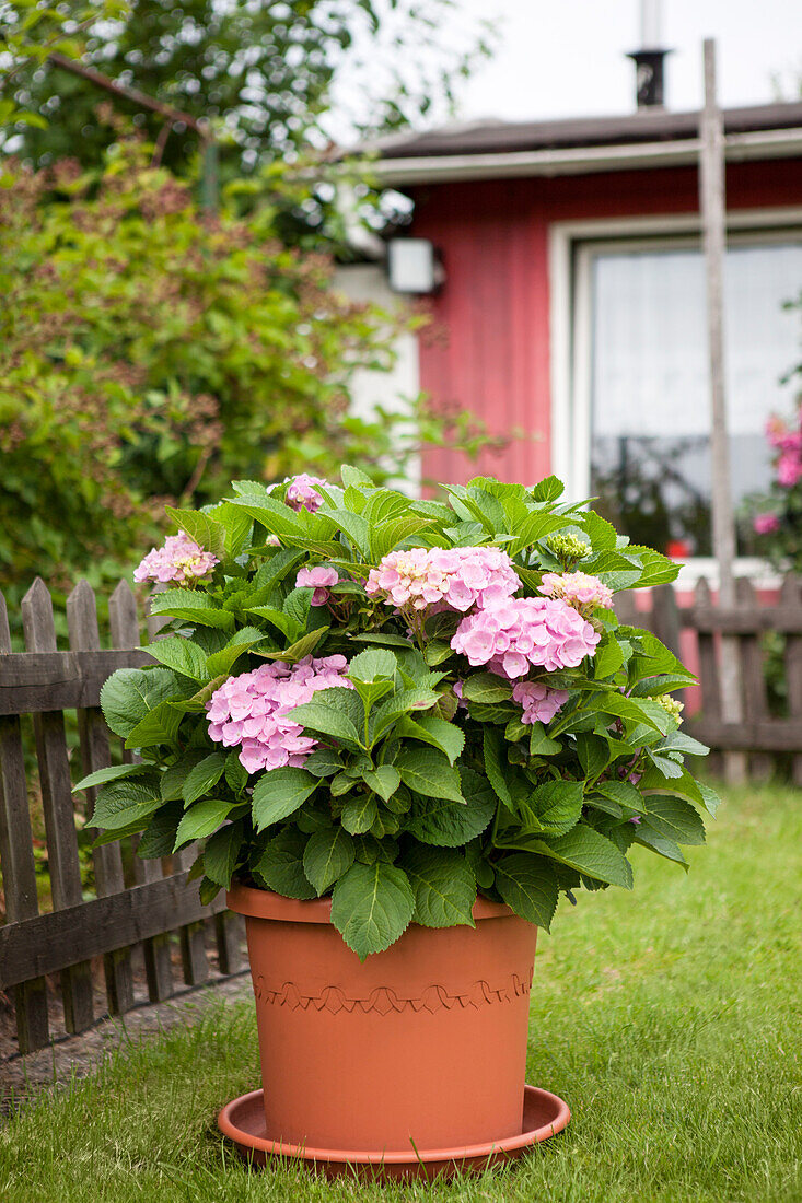 Hydrangea macrophylla, rosa