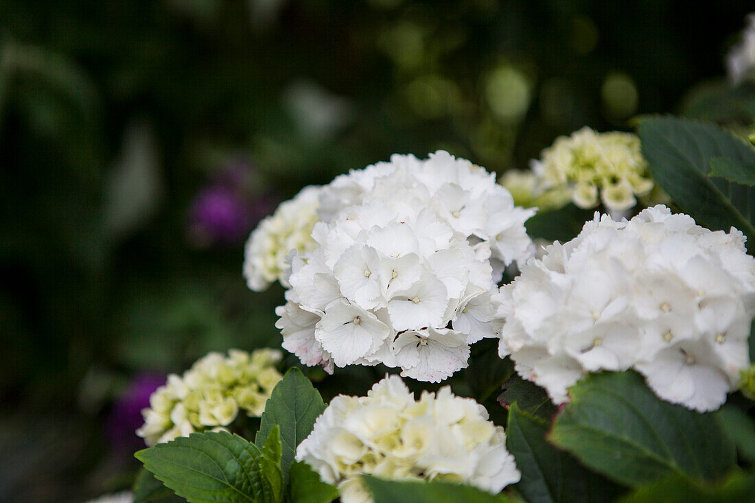 Hydrangea macrophylla, weiß