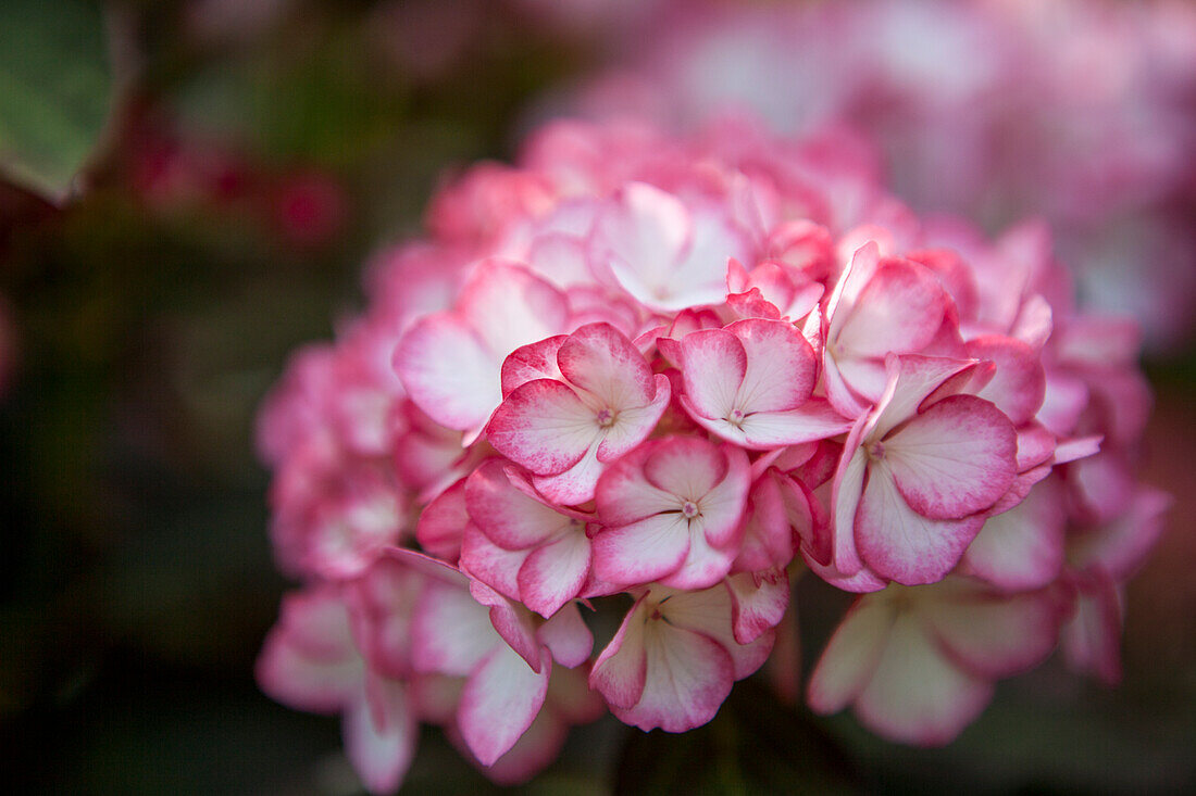 Hydrangea macrophylla