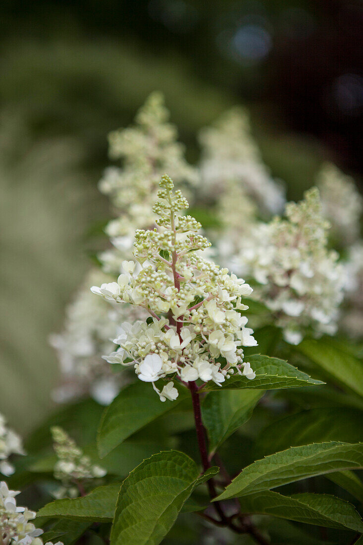 Hydrangea paniculata 'Pinky Winky'®