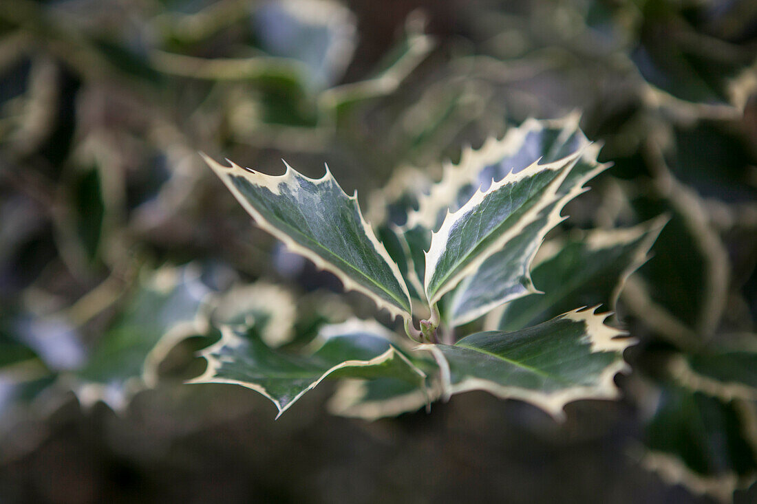 Ilex altaclerensis 'Golden King'