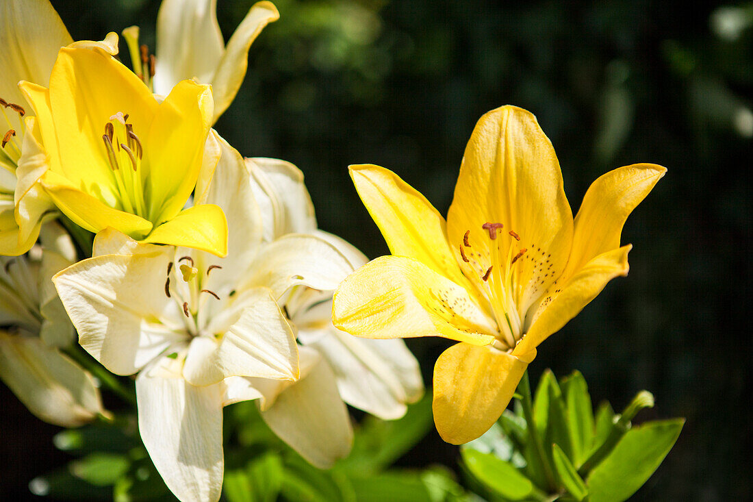 Lilium asiatic, yellow