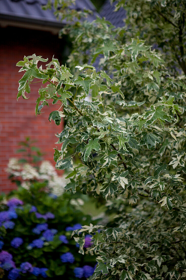 Liquidambar styraciflua 'Variegata'