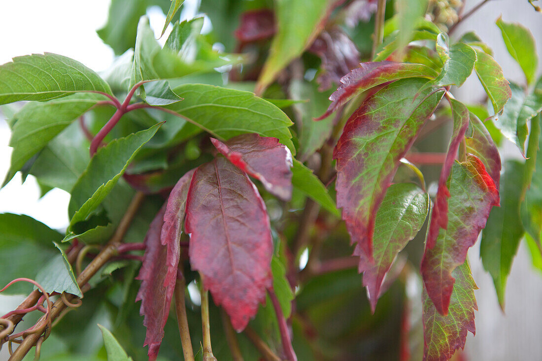 Parthenocissus quinquefolia