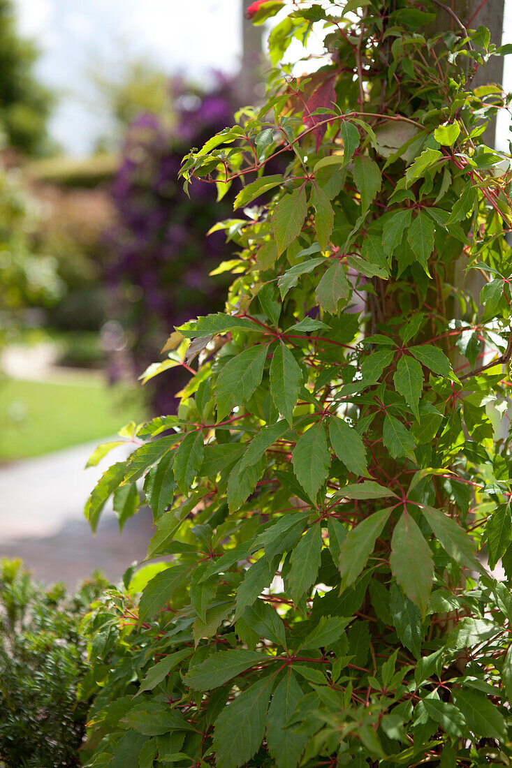 Parthenocissus quinquefolia 'Engelmannii'