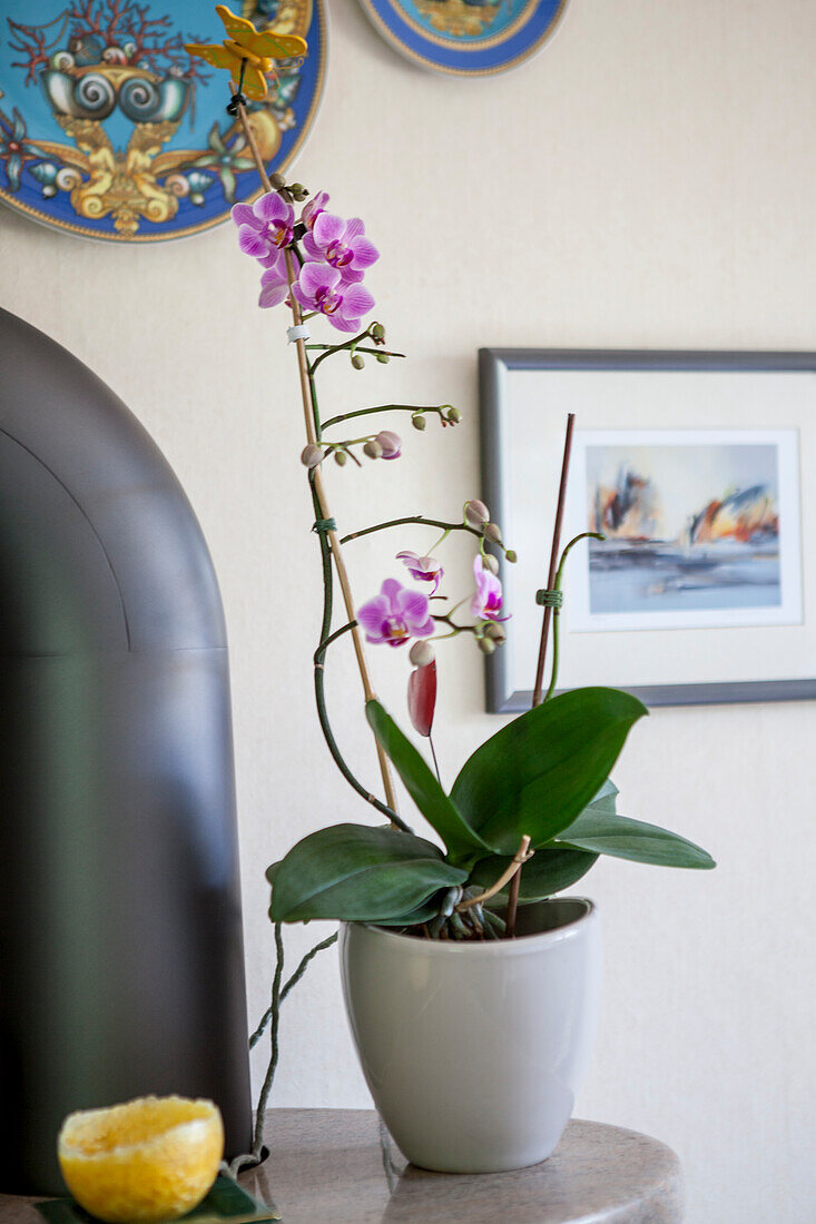 Phalaenopsis, purple