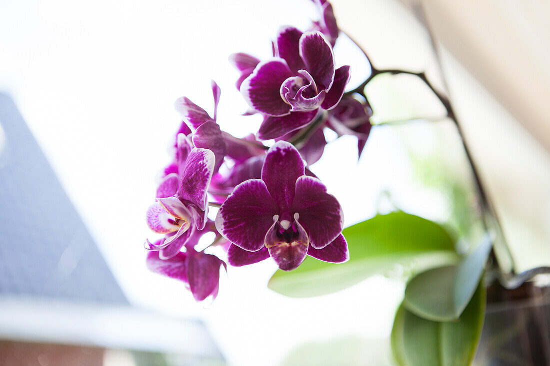 Phalaenopsis, purple