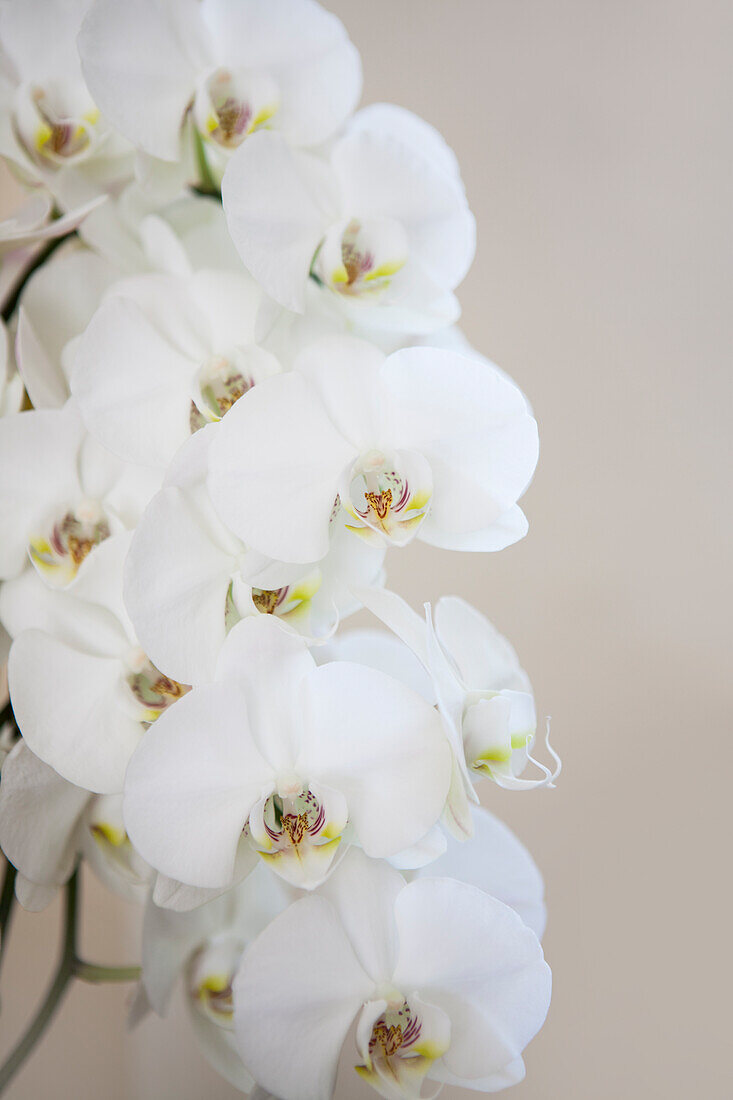 Phalaenopsis, white