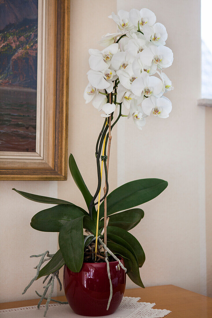 Phalaenopsis, white