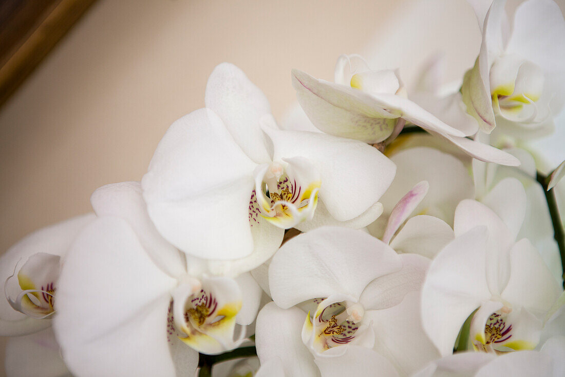 Phalaenopsis, white