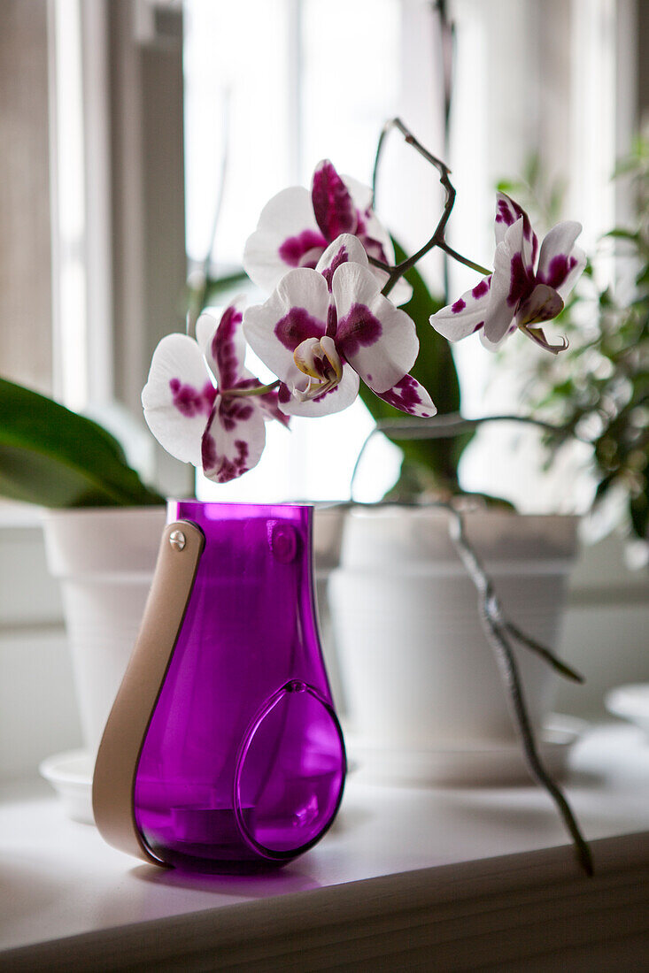 Phalaenopsis bicoloured