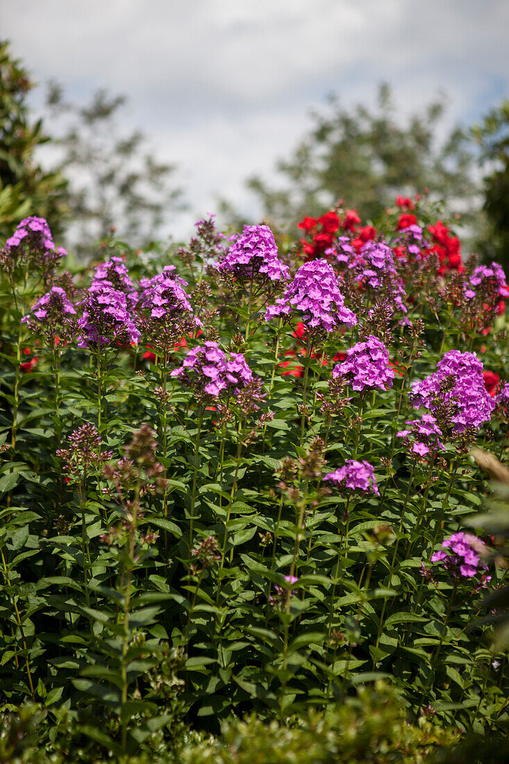 Phlox paniculata Starfire