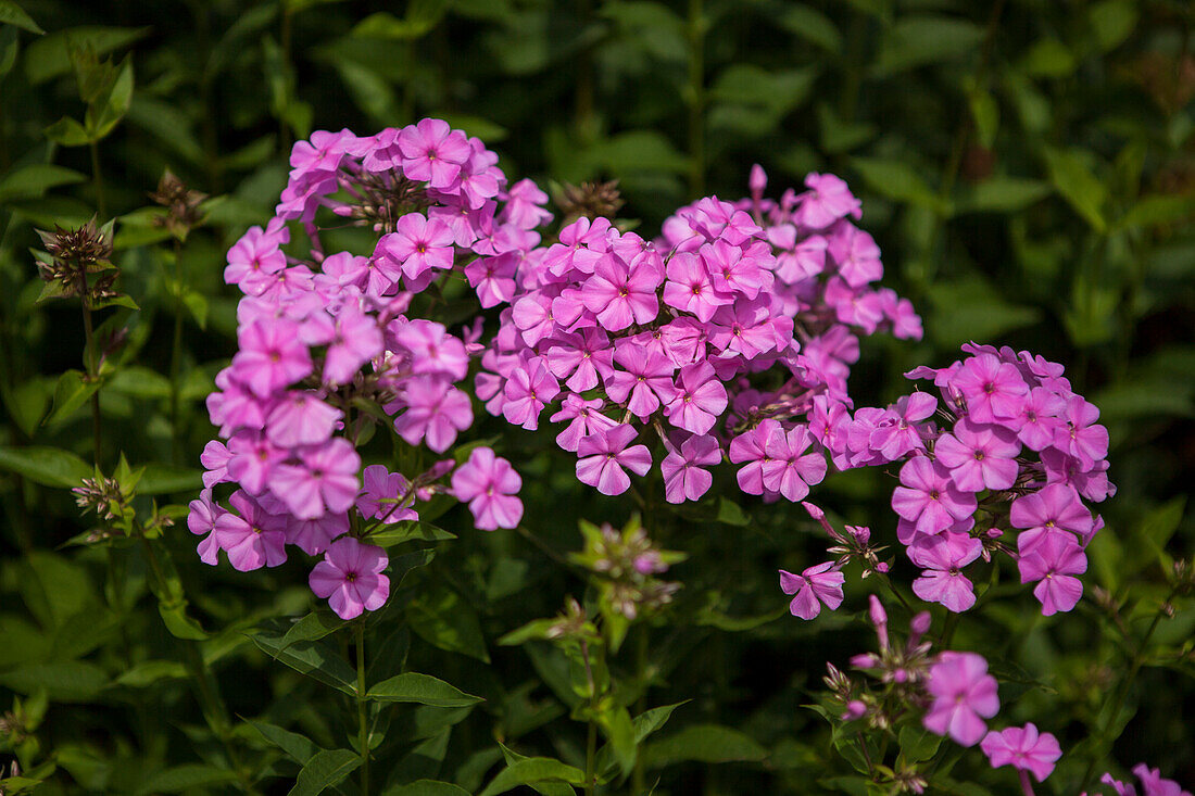 Phlox paniculata 'Starfire'