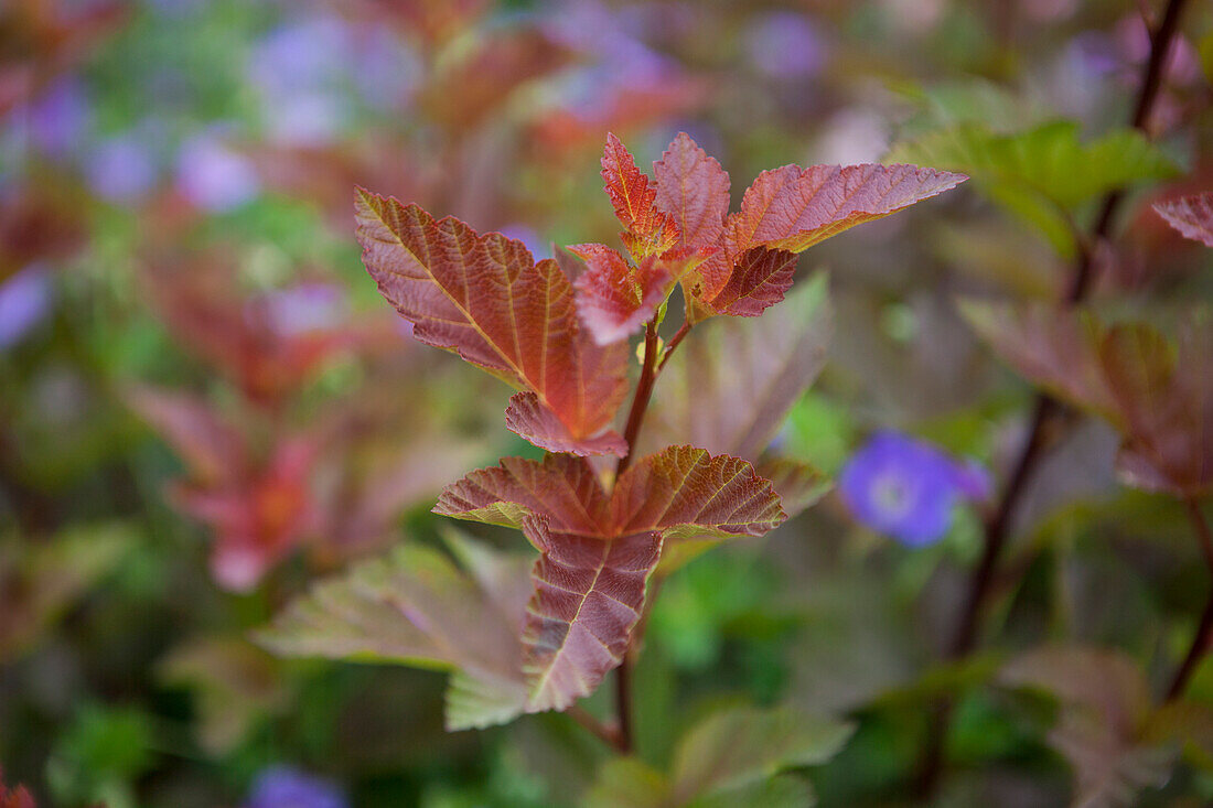 Physocarpus opulifolius 'Lady in Red'®