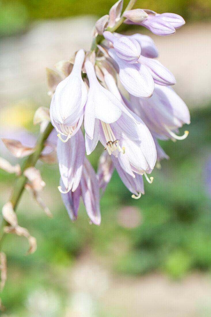 Hosta sieboldiana