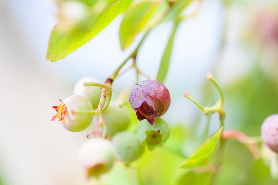 Vaccinium myrtillus