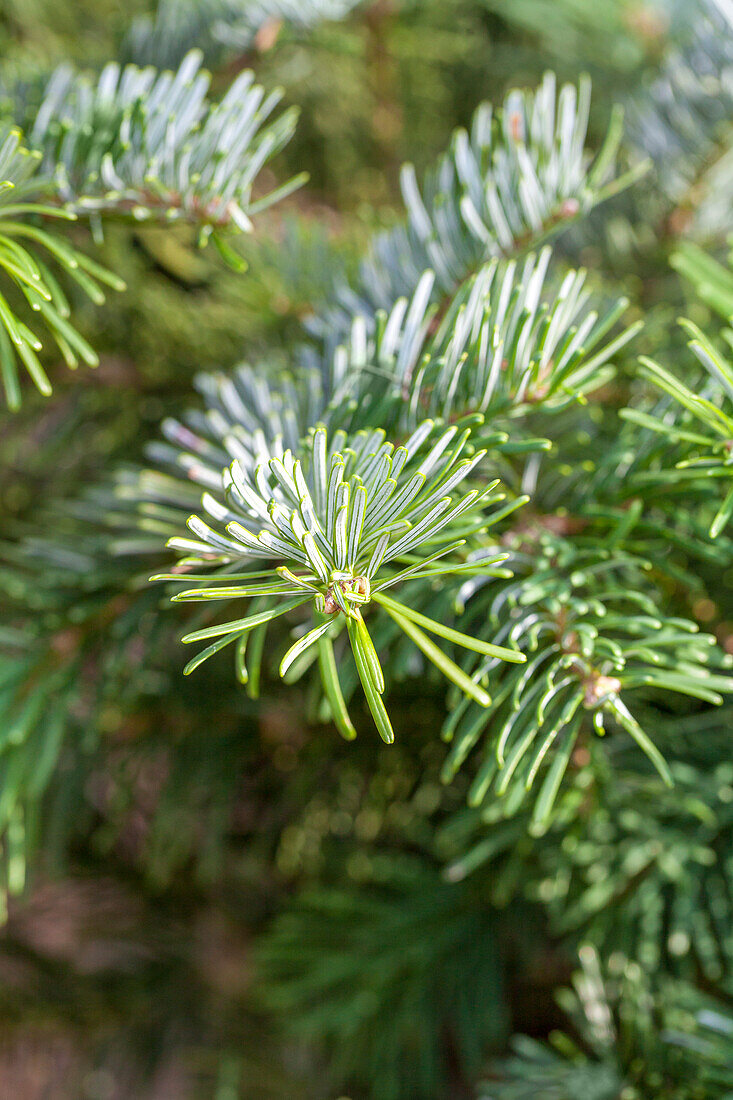 Abies amabilis 'Spreading Star'