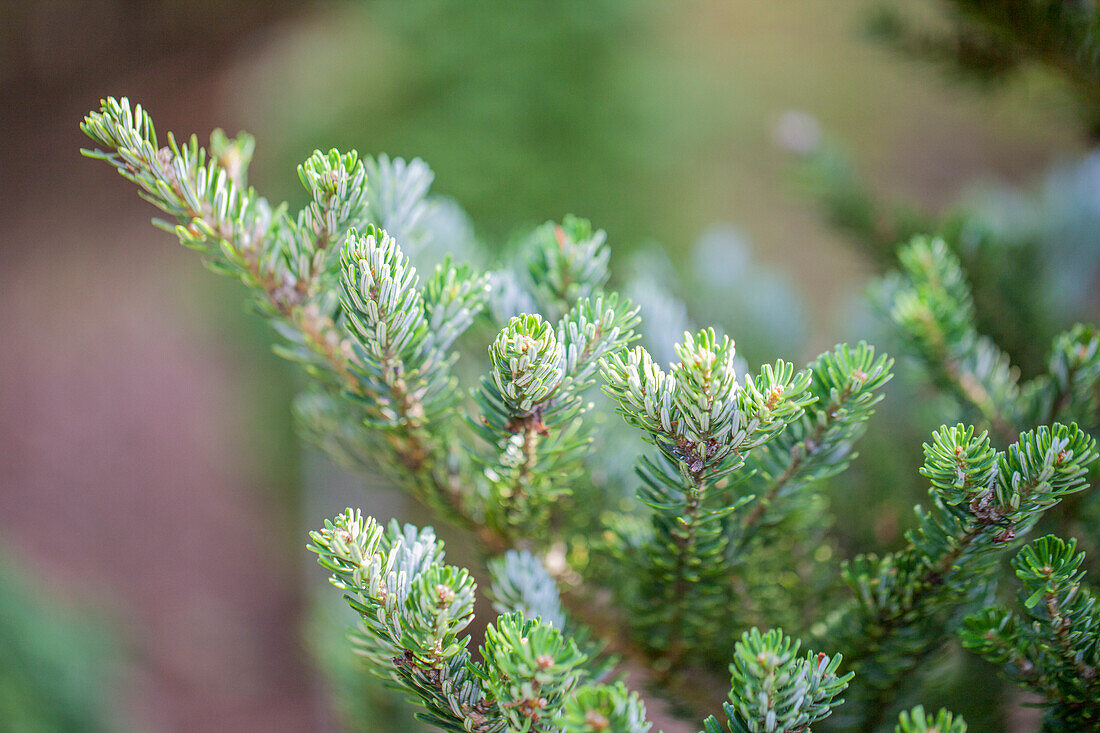 Abies koreana 'Molli'