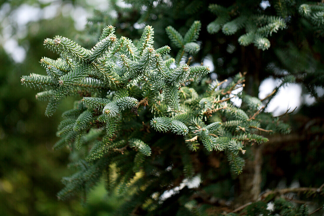 Abies pinsapo 'Horstmann