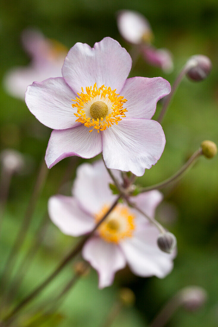 Anemone japonica 'Prinz Heinrich' (Prince Heinrich)