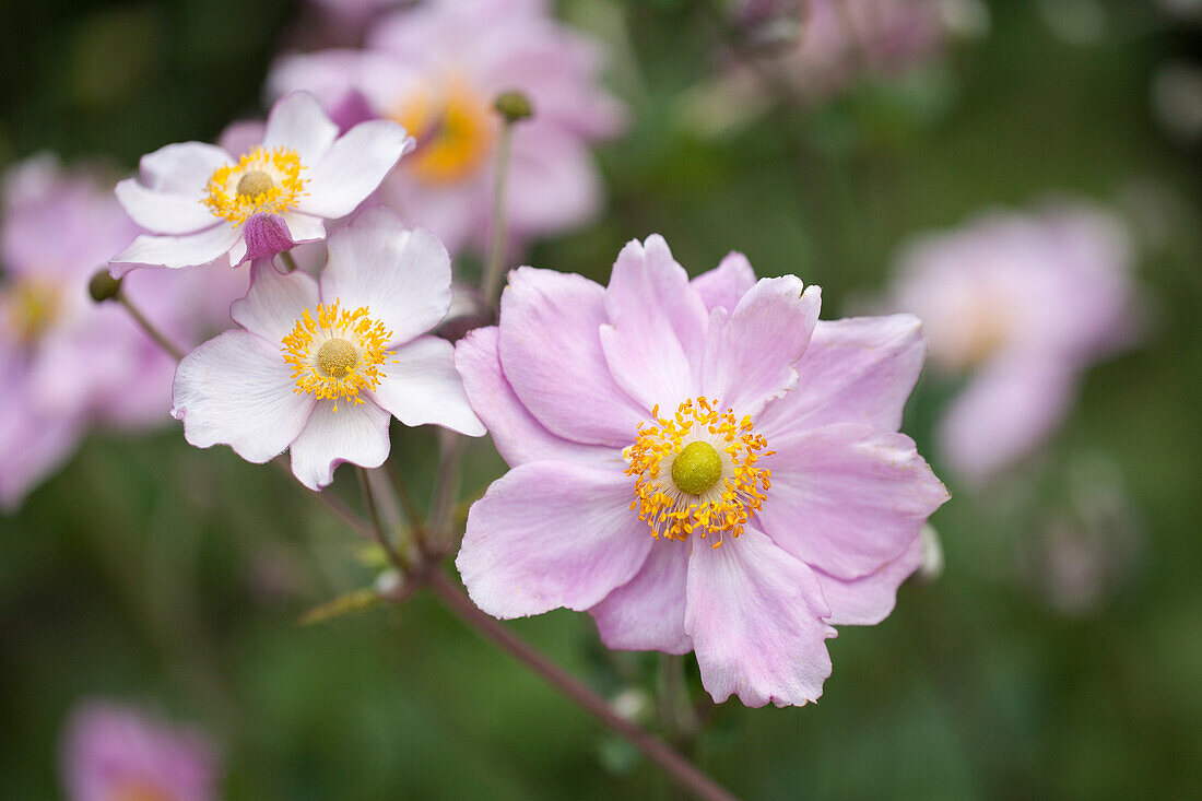 Anemone tomentosa 'Septemberglanz