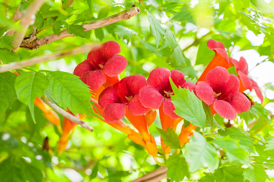 Campsis radicans Flamenco